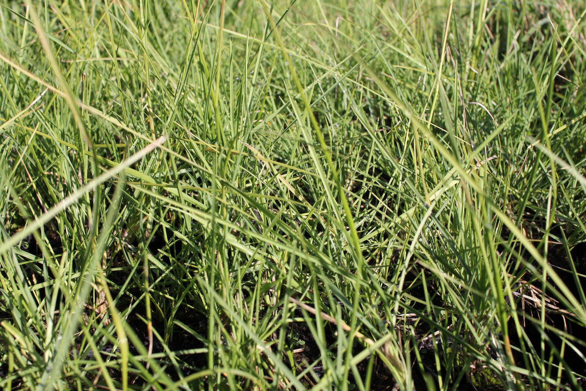 Sesleria autumnalis