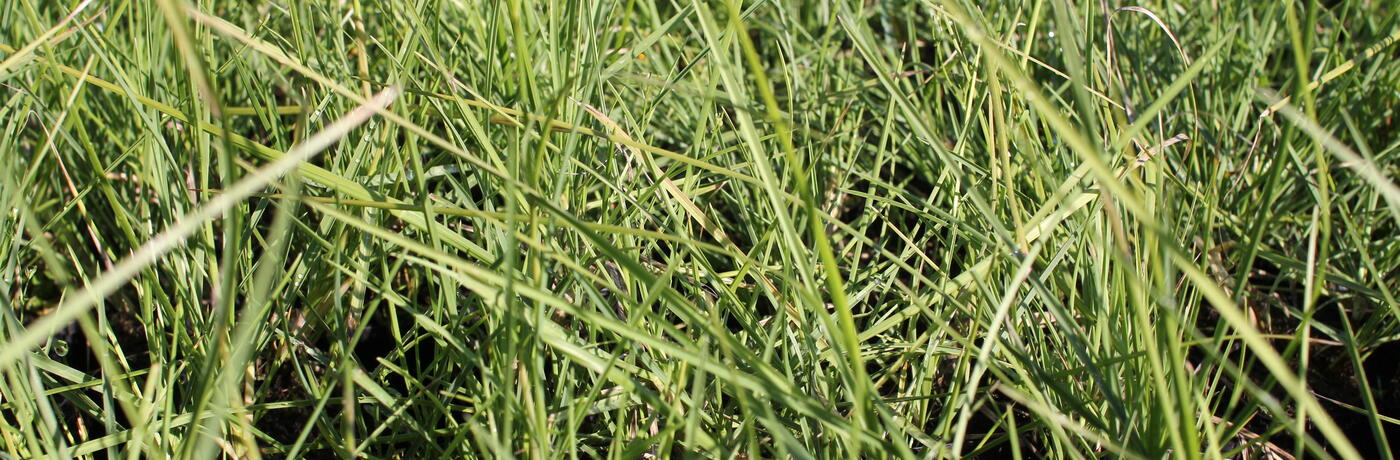 Sesleria autumnalis_01