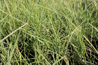 Sesleria autumnalis_01