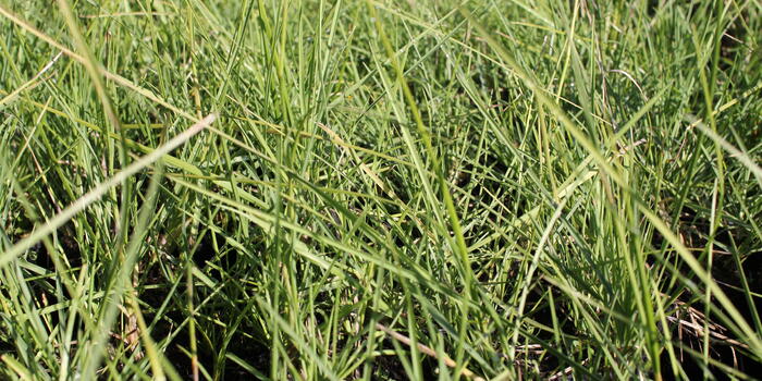 Sesleria autumnalis_01