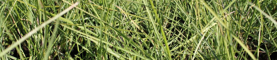 Sesleria autumnalis_01