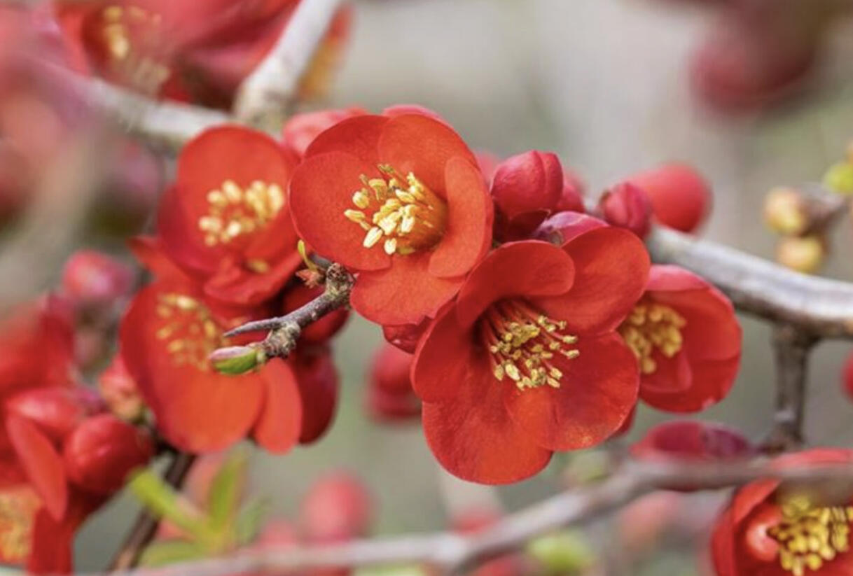 Kdoulovec lahvicovitý 'Simonii' - Chaenomeles speciosa 'Simonii'