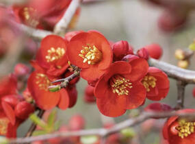 Kdoulovec lahvicovitý 'Simonii' - Chaenomeles speciosa 'Simonii'