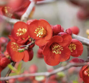 Kdoulovec lahvicovitý 'Simonii'