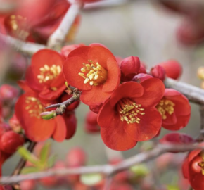 Kdoulovec lahvicovitý 'Simonii' - Chaenomeles speciosa 'Simonii'