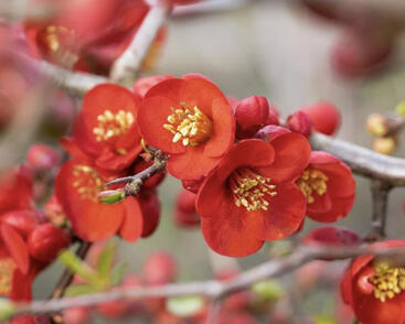 Kdoulovec lahvicovitý 'Simonii'