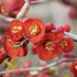Chaenomeles speciosa 'Simonii'.png