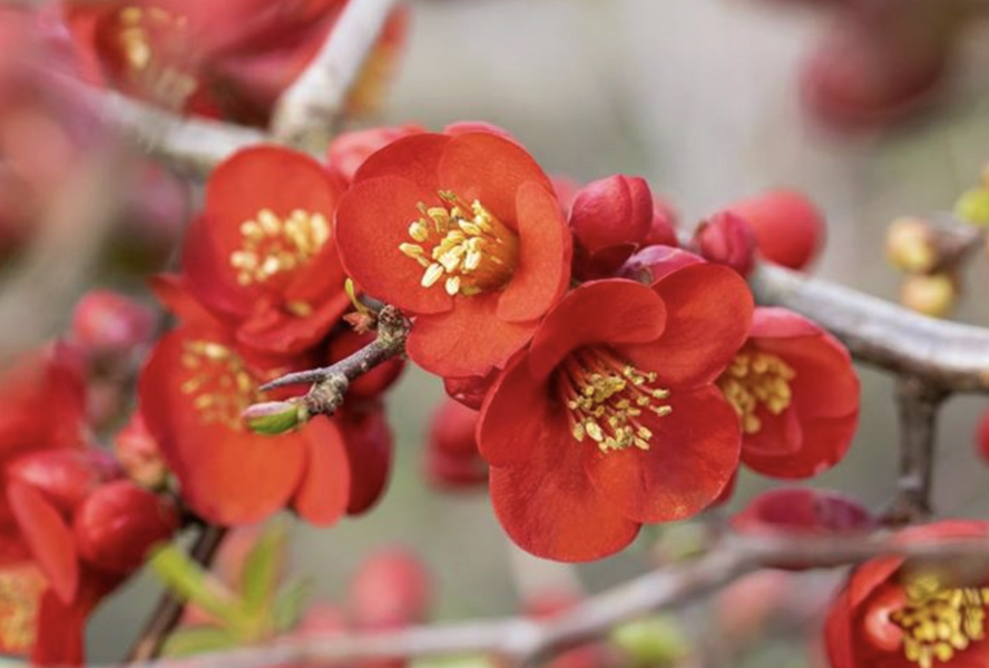 Kdoulovec lahvicovitý 'Simonii' - Chaenomeles speciosa 'Simonii'