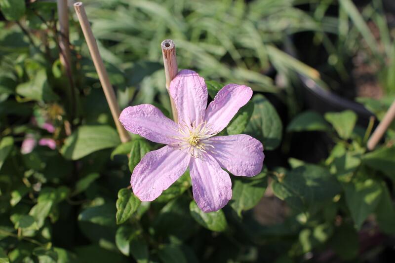 Pnoucí rostliny v akci
