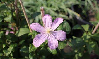 Clematis 'Comtesse de Bouchaud'.JPG