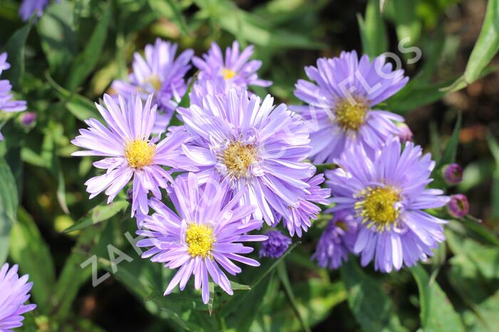 Hvězdnice novobelgická 'Rosa' - Aster novi-belgii 'Rosa'