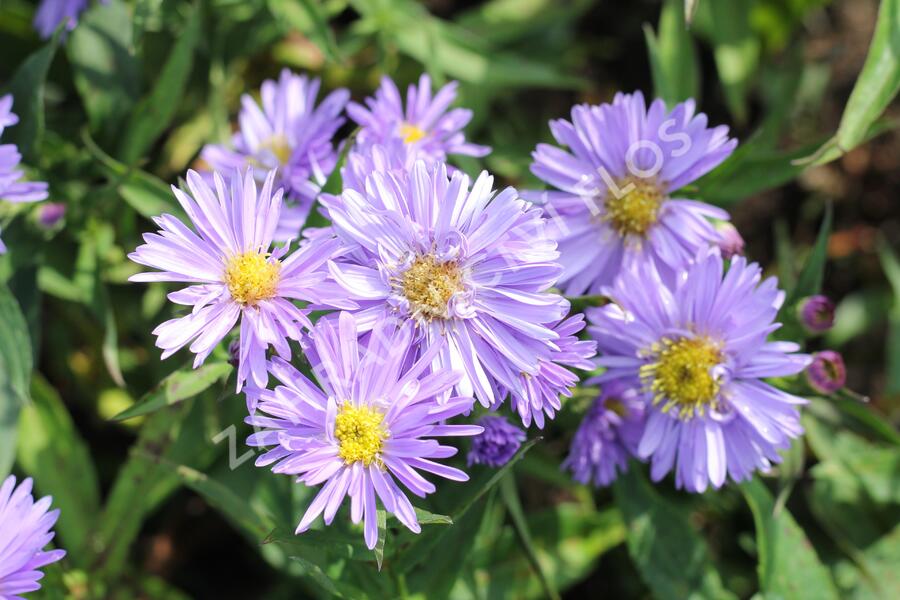 Hvězdnice novobelgická 'Rosa' - Aster novi-belgii 'Rosa'