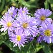 Hvězdnice novobelgická 'Rosa' - Aster novi-belgii 'Rosa'