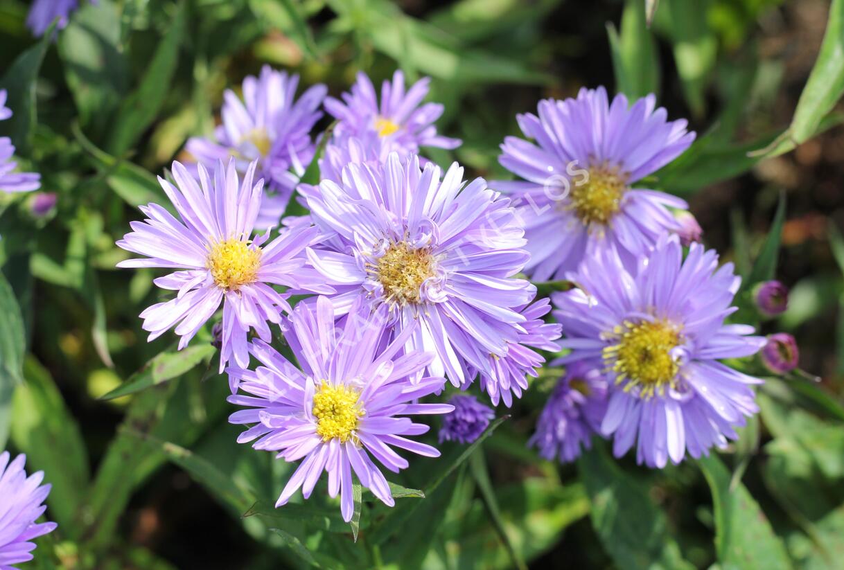 Hvězdnice novobelgická 'Rosa' - Aster novi-belgii 'Rosa'