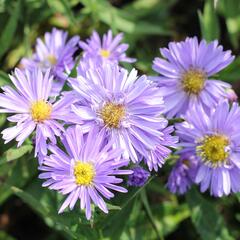 Hvězdnice novobelgická 'Rosa' - Aster novi-belgii 'Rosa'