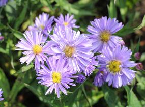 Hvězdnice novobelgická 'Rosa' - Aster novi-belgii 'Rosa'