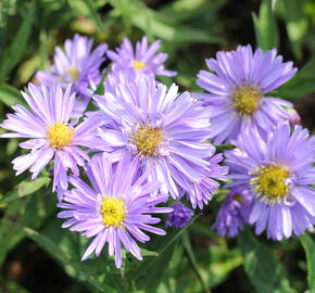 Hvězdnice novobelgická 'Rosa' - Aster novi-belgii 'Rosa'