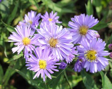 Hvězdnice novobelgická 'Rosa'