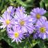 Aster novi-belgii 'Rosa' 01.JPG