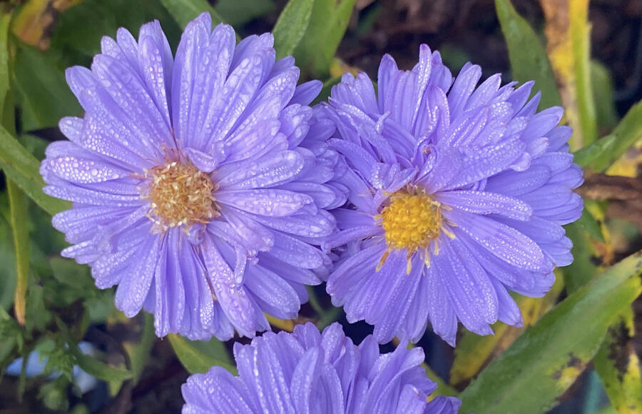 Hvězdnice novobelgická 'Marie Ballard' - Aster novi-belgii 'Marie Ballard'