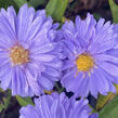 Hvězdnice novobelgická 'Marie Ballard' - Aster novi-belgii 'Marie Ballard'