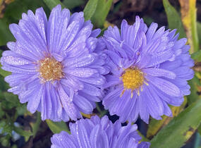 Hvězdnice novobelgická 'Marie Ballard' - Aster novi-belgii 'Marie Ballard'