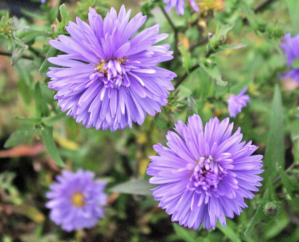 Hvězdnice novobelgická 'Marie Ballard' - Aster novi-belgii 'Marie Ballard'