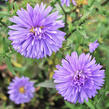 Hvězdnice novobelgická 'Marie Ballard' - Aster novi-belgii 'Marie Ballard'