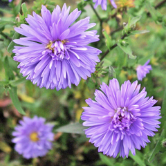 Hvězdnice novobelgická 'Marie Ballard' - Aster novi-belgii 'Marie Ballard'