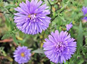 Hvězdnice novobelgická 'Marie Ballard' - Aster novi-belgii 'Marie Ballard'