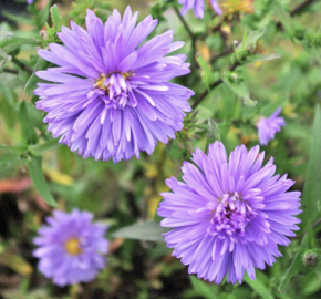 Hvězdnice novobelgická 'Marie Ballard' - Aster novi-belgii 'Marie Ballard'