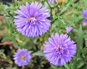 Hvězdnice novobelgická 'Marie Ballard'