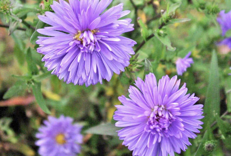 Hvězdnice novobelgická 'Marie Ballard' - Aster novi-belgii 'Marie Ballard'