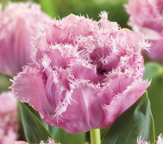 Tulipán třepenitý plnokvětý 'Sugar Crystal'® - Tulipa Double Crispa 'Sugar Crystal'®