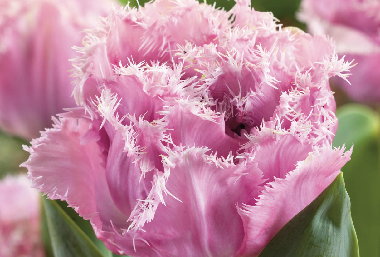 Tulipán plnokvětý třepenitý 'Sugar Crystal'® - Tulipa Double Crispa 'Sugar Crystal'®