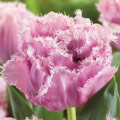 Tulipán třepenitý plnokvětý  'Sugar Crystal'® - Tulipa Double Crispa 'Sugar Crystal'®