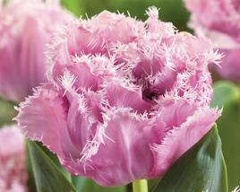Tulipán plnokvětý třepenitý 'Sugar Crystal'®