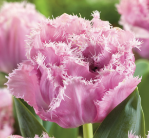 Tulipán třepenitý plnokvětý 'Sugar Crystal'® - Tulipa Double Crispa 'Sugar Crystal'®