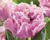 Tulipán plnokvětý třepenitý 'Sugar Crystal'®