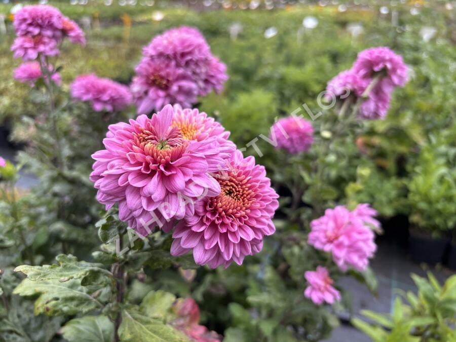 Listopadka indická 'Blenda Purple' - Dendranthema indicum 'Blenda Purple'