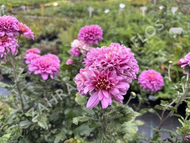 Listopadka indická 'Blenda Purple' - Dendranthema indicum 'Blenda Purple'