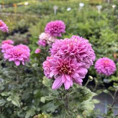 Listopadka indická 'Blenda Purple' - Dendranthema indicum 'Blenda Purple'