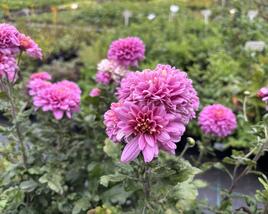 Listopadka indická 'Blenda Purple'
