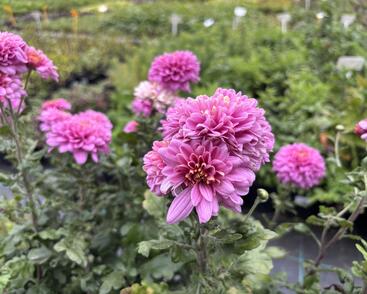 Listopadka indická 'Blenda Purple'