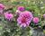 Listopadka indická 'Blenda Purple'