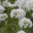 Česnek 'Graceful Beauty' - Allium amplectens 'Graceful Beauty'