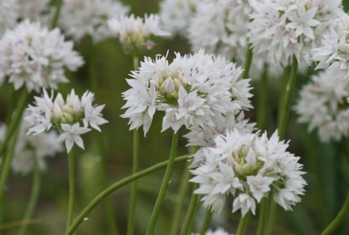 Česnek 'Graceful Beauty' - Allium amplectens 'Graceful Beauty'