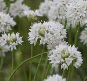 Česnek 'Graceful Beauty' - Allium amplectens 'Graceful Beauty'