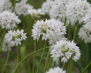 Česnek 'Graceful Beauty'