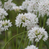 Allium amplectens 'Graceful Beauty'.png